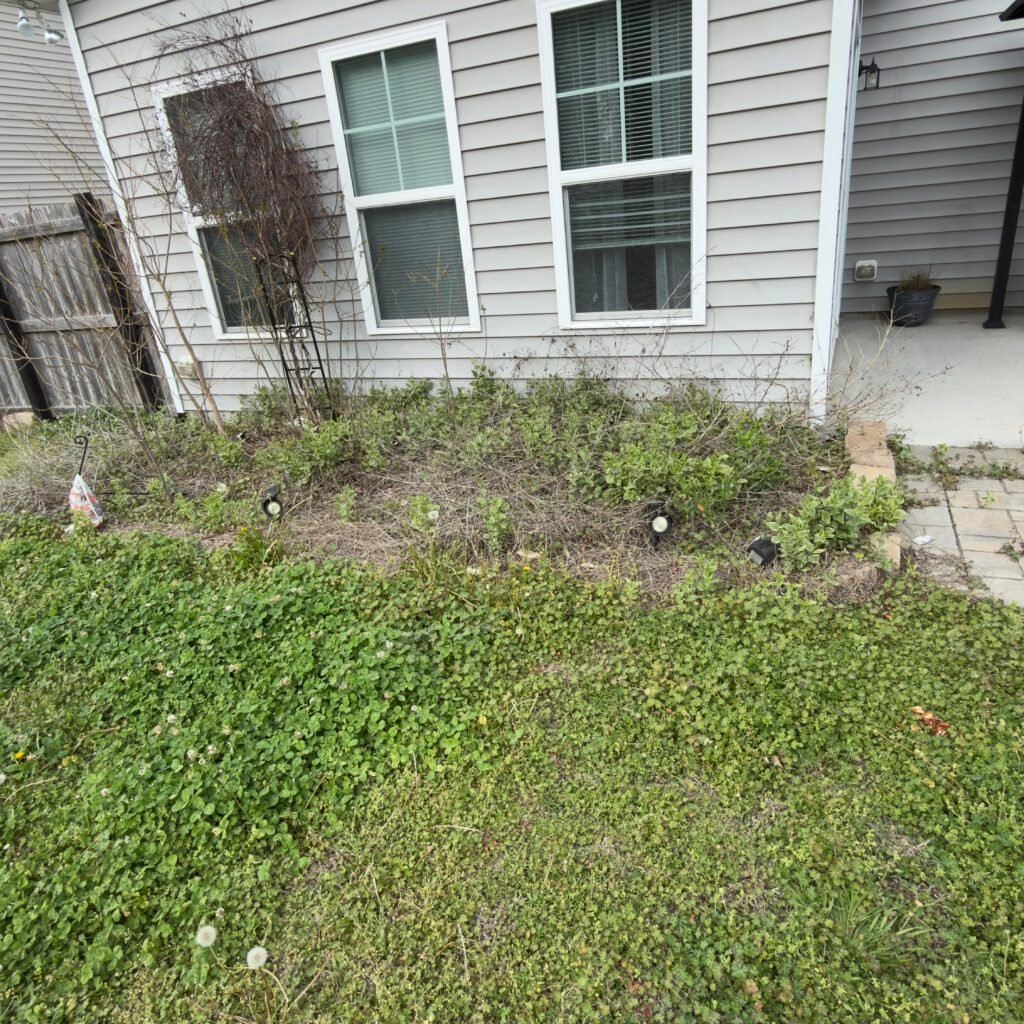 Overgrown, untended plant area